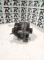 ALTERNADORES SEGUNDA MANO 7802261#342 - ALTERNADOR (14V 180A) BMW SERIE 1 E87 116D/118D (2004-2011)